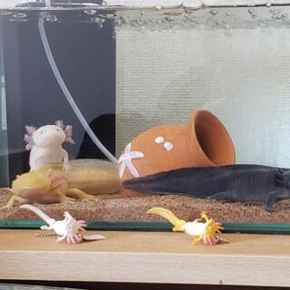 ウーパールーパーグループを作ってみました！