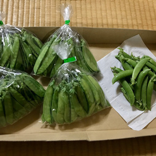 さやえんどうがたくさん実りました！新鮮とれたてです！