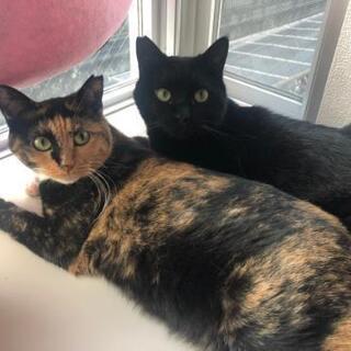 迷い猫探しています。