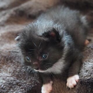 生後二週間🐈子猫