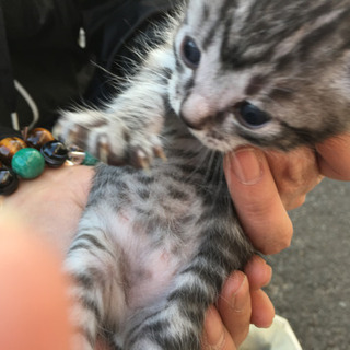 地域猫  子猫