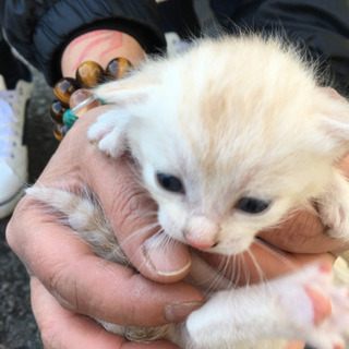 地域猫  子猫 - 高島市