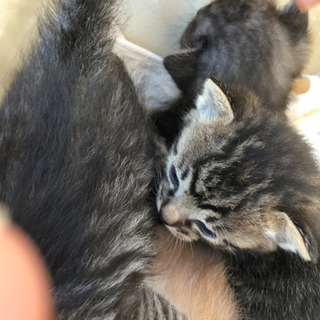 地域猫  子猫 − 滋賀県