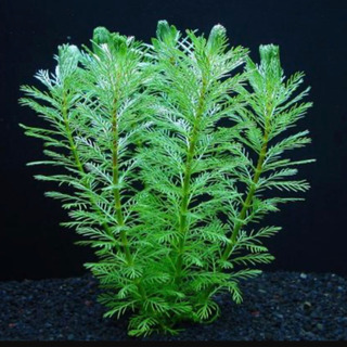 ❗️値下げ❗️淡水用水草の画像