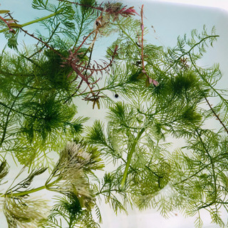 ❗️値下げ❗️淡水用水草の画像