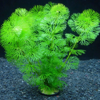 ❗️値下げ❗️淡水用水草の画像