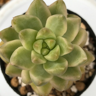 多肉植物　黄麗錦　抜き苗