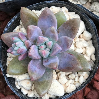 多肉植物　ブルーパール　