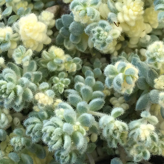 多肉植物　レアセダム　クリーム玉蛋白　抜き苗