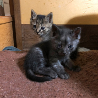 近所の庭で母猫が連れてきた子猫達