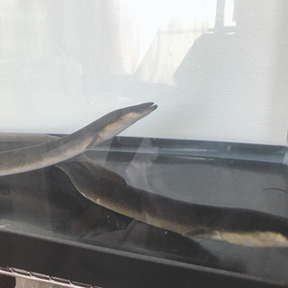日本ウナギ1匹