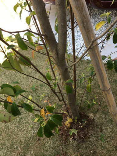 常緑ヤマボウシ　庭木　シンボルツリー　植栽