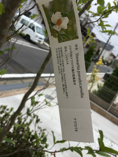 ナツツバキ　シンボルツリー　植栽