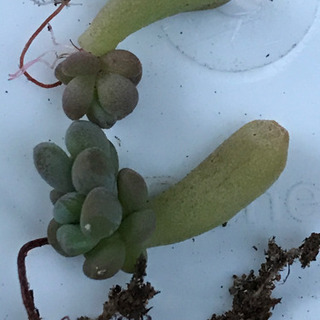 多肉植物　ワンダワンダー2 葉挿し
