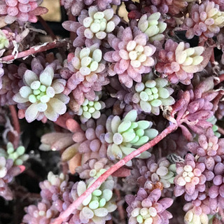 多肉植物　セダム　プルプレア