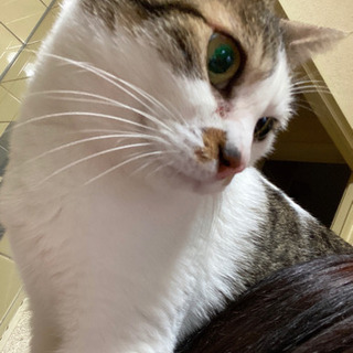 成猫 2匹
