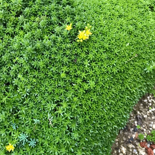 多肉植物　細葉万年草　セダム