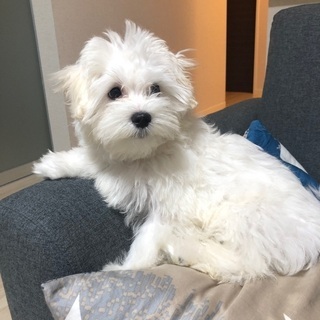 犬友達募集♡