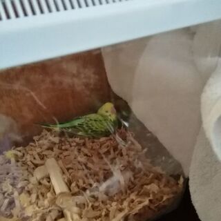 セキセイインコ雛　生後１ヶ月位