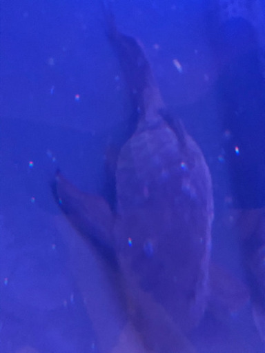 アーマードプレコ　ショートタイプ　値引き応談します