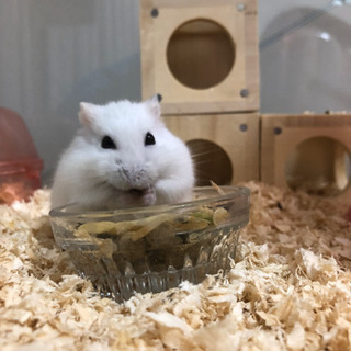 ハムスター