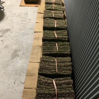 話題のお手入れがとっても楽な芝生 高品質TM9 約4坪分