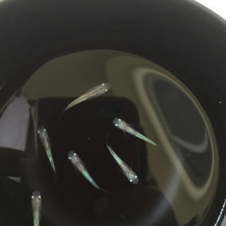 改良品種メダカ　体内光蛍の画像