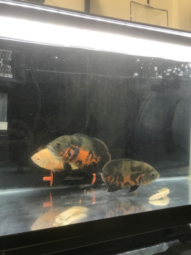 値下げ！熱帯魚　オスカー　取り引き中