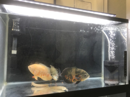 値下げ！熱帯魚　オスカー　取り引き中