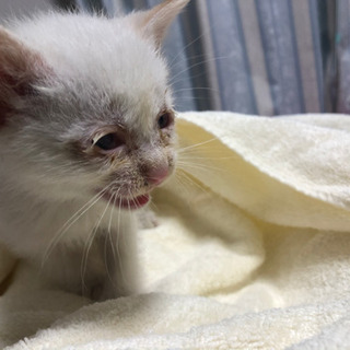 捨て猫保護 子猫の里親さん募集中 * トライアル予定