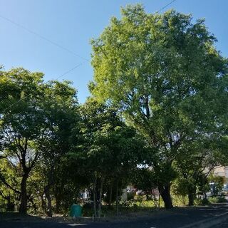大きくなってしまった木の伐採をしていただけませんか ★ 東京電力...