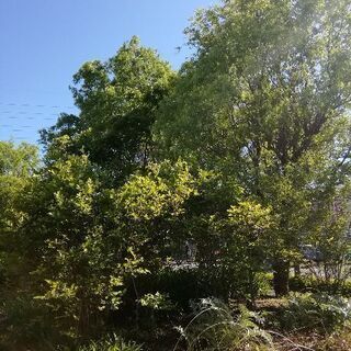 大きくなってしまった木の伐採をしていただけませんか ★ 東京電力伐採待ち中 - 前橋市