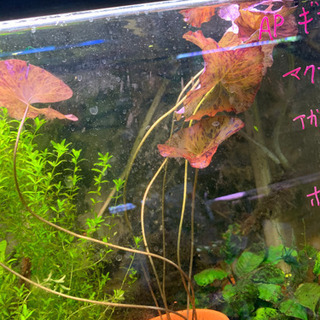 水槽の水草