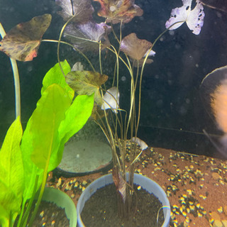 水槽の水草ニムファの種類