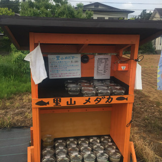 里山めだか メダカ・ミジンコ・エビ販売所 白天晴 松井ヒレ長黒み...