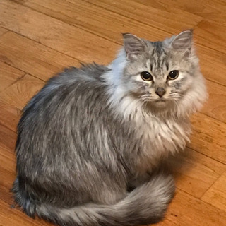 逃げ出した猫が🐱見つかりました。