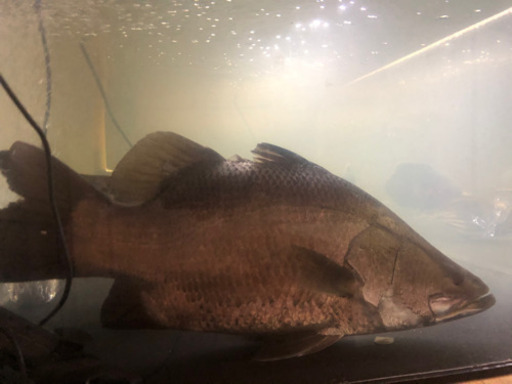 バラマンディショート50±体高背鰭抜いて17±