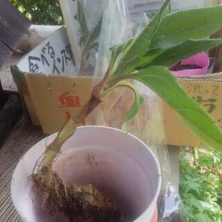 野菜の苗　菊芋