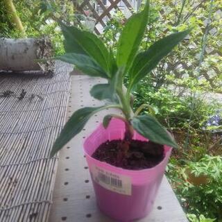 野菜の苗　菊芋の画像