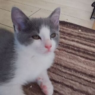 里親さんになってください