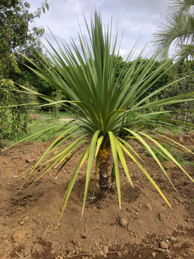 ドラセナニオイシュロラン　緑　税別