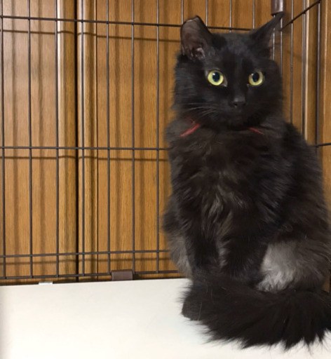 黒猫長毛メス里親様決まりました (ちー) 富山の猫の里親募集
