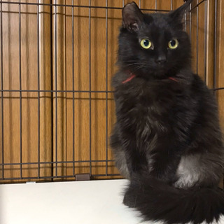 黒猫長毛メス　里親様決まりました