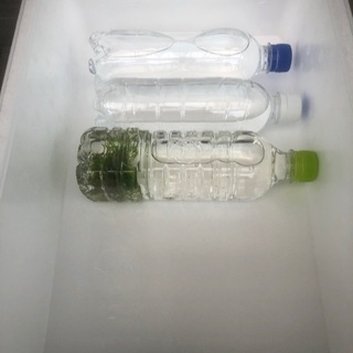 ミナミヌマエビ  10＋おまけの画像