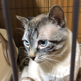 シャム系オス　里親様決まりました