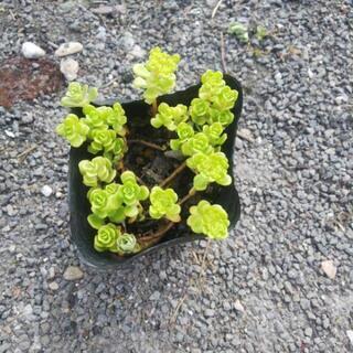 多肉植物()