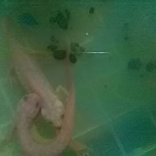 イベリアトゲイモリの卵、30個の画像