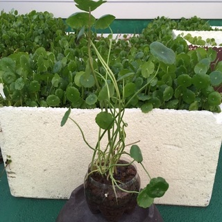 🌱ウオーターマッシュルーム《百円》の画像