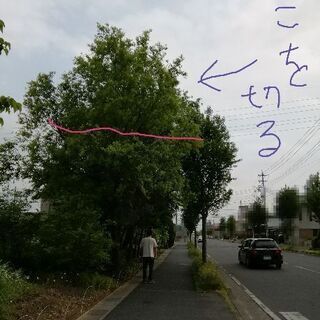 詳しく画像をだしなおしました　大木を伐採していただけませんか　東...