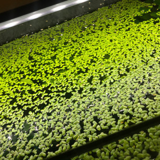 水草　アオウキクサ
